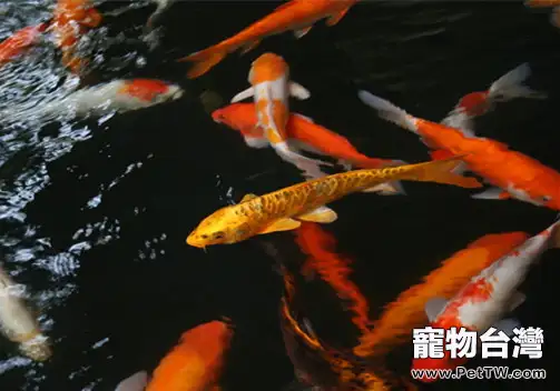 幼魚錦鯉怎麼養(1圖)-寵物台灣
