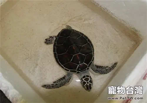 淡化海龜的真真假假