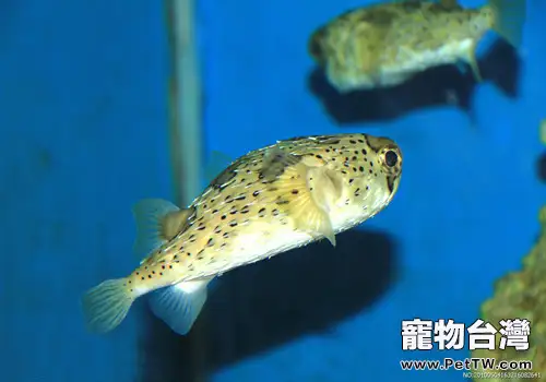 觀賞魚眼病的治療方法有哪些