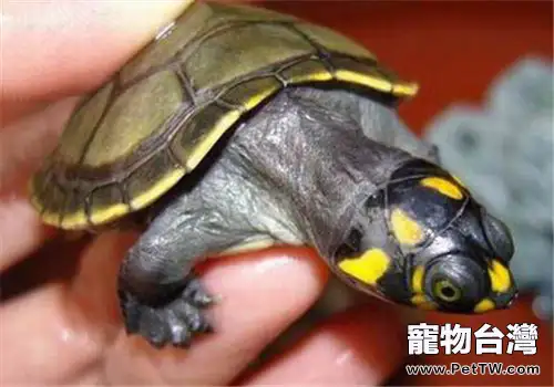 黃頭側頸龜過冬要注意什麼?(共2張圖片)-寵物台灣