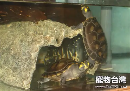 黃頭側頸龜過冬要注意什麼？