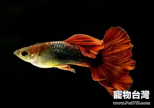 新手如何養殖孔雀魚