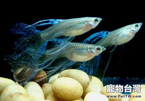 飼養孔雀魚的誤區有哪些