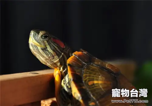 巴西龜飼養水位建議(共2張圖片)-寵物台灣