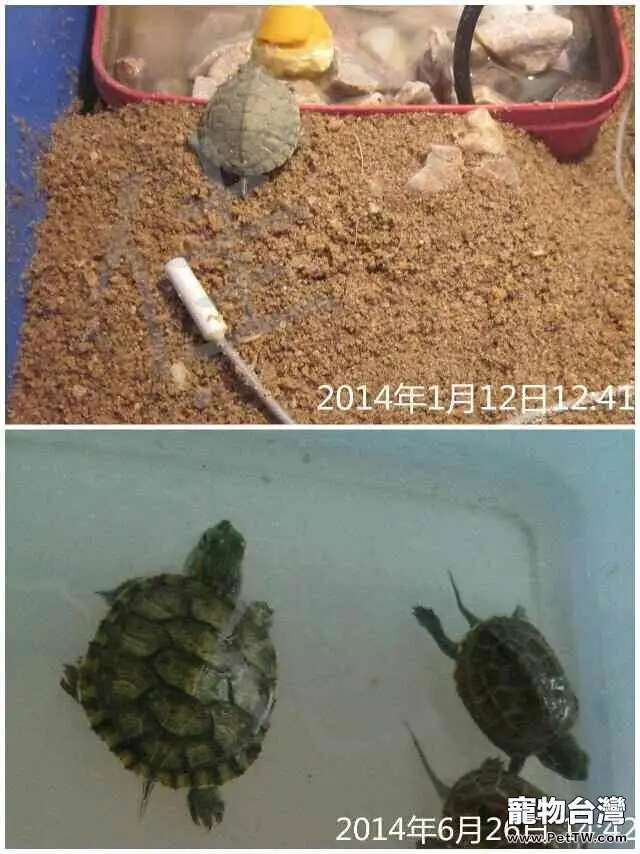 僵龜是什麼？