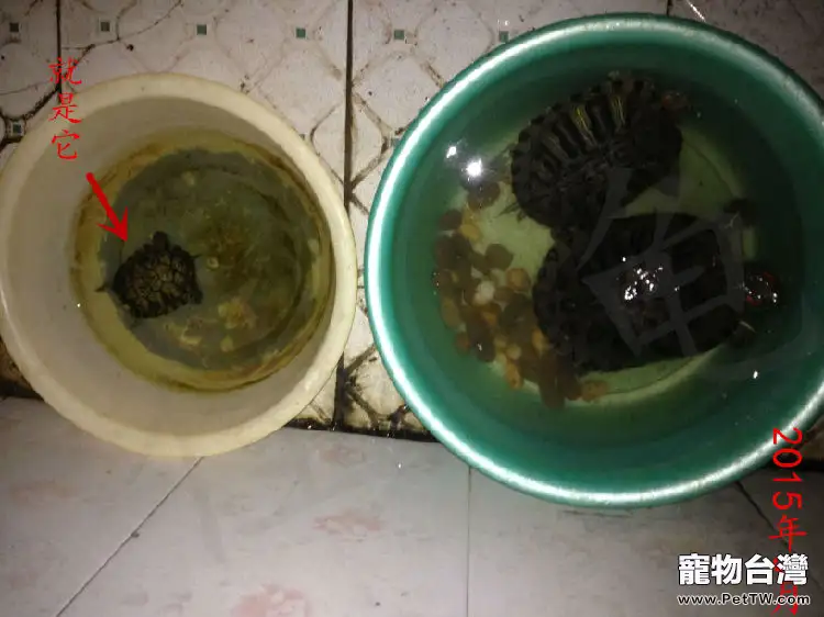 僵龜是什麼？