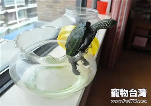 水龜飼養用具之如何選擇龜缸