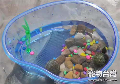 水龜飼養用具之如何選擇龜缸