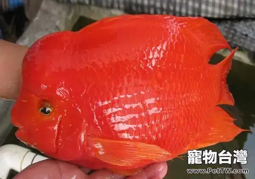 鸚鵡魚（血鸚鵡魚 財神魚）眼睛腫了怎麼治療