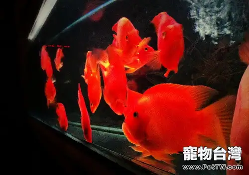 鸚鵡魚（血鸚鵡魚 財神魚）眼睛腫了怎麼治療