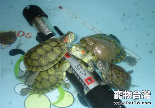 水龜飼養用具之如何選擇加熱棒