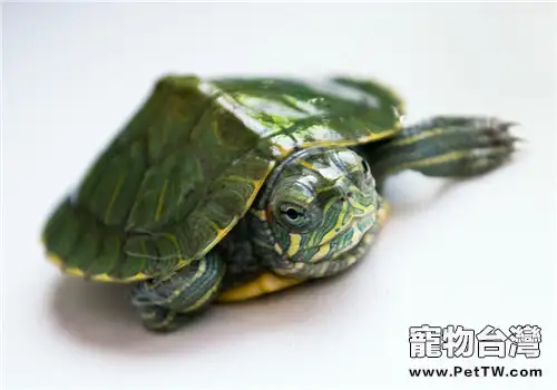 如何繁殖巴西龜？