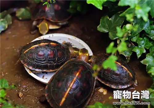 黃緣閉殼龜的挑選方法