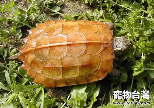 楓葉龜(瑪塔蛇頸龜)好養嗎?(共2張圖片)-寵物台灣