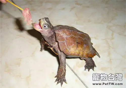 楓葉龜（瑪塔蛇頸龜）好養嗎？