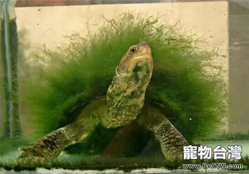 綠毛龜是什麼品種?(共2張圖片)-寵物台灣