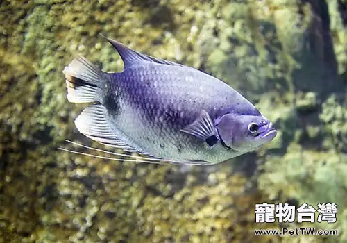 如何選擇健康的海水觀賞魚