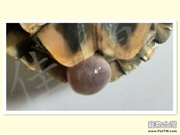 寵物龜洩殖孔脫出物的鑒別診斷