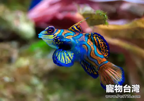 養殖海水觀賞魚要準備哪些東西