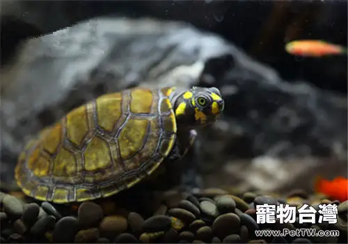 黃頭側頸龜好養嗎?怎麼養?(1圖)-寵物台灣
