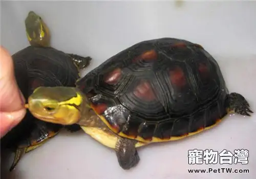 黃緣閉殼龜冬眠方法與注意事項