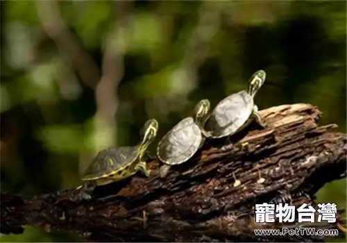 剛出生的小水龜應該怎麼養