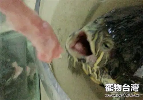 水龜飼養環境控制之水質