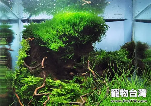 水草缸翻缸的步驟及注意事項(1圖)-寵物台灣