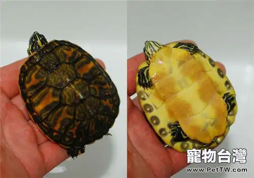 火焰龜(紅肚龜)怎麼養?火焰龜(紅肚龜)好養嗎?(共2張圖片)-寵物台灣