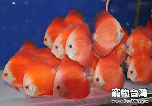 發財魚常見疾病有哪些