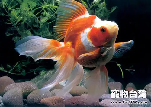 金魚為什麼會掉鱗