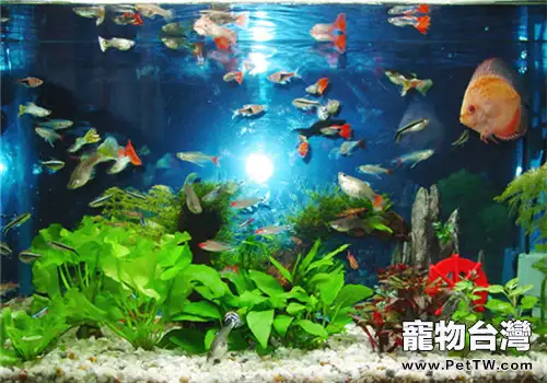 淨化水族箱水質的方法