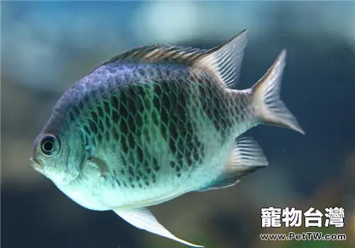 觀賞魚及水產業常用的藥物分類介紹