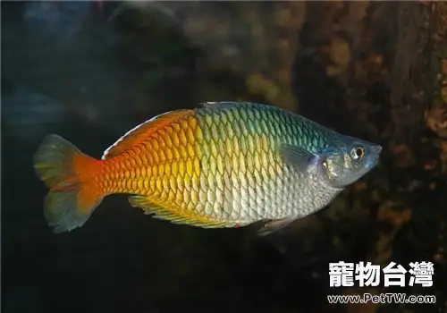 觀賞魚及水產業常用的藥物分類介紹(共4張圖片)-寵物台灣