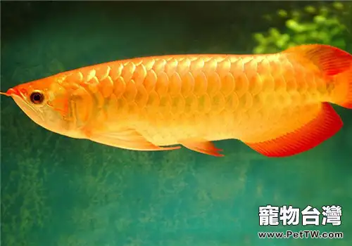 龍魚不同生長階段的餵養方法