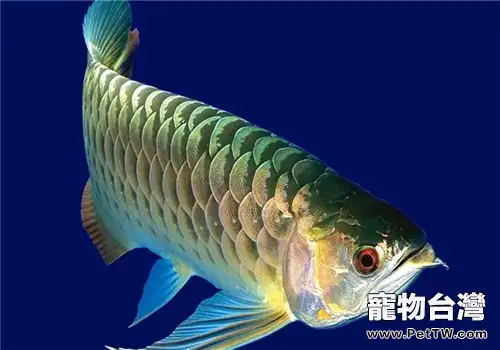 龍魚不同生長階段的餵養方法