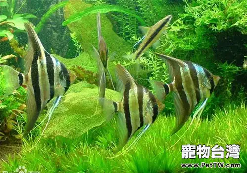 埃及神仙魚的選購及入缸準備(共2張圖片)-寵物台灣