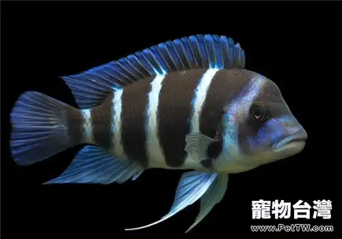 三湖慈鯛的飼養方法及心得(共2張圖片)-寵物台灣