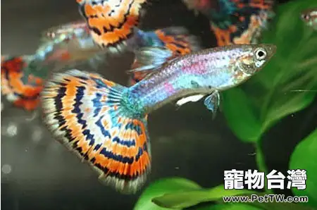 如何料理魚缸