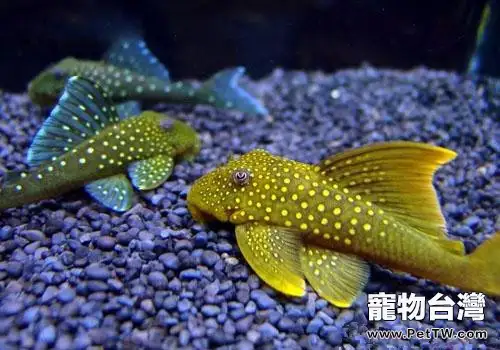 清道夫好養嗎?(1圖)-寵物台灣