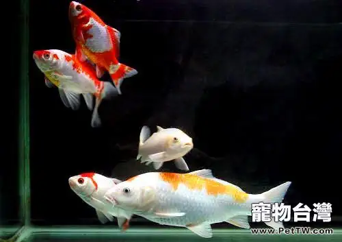 錦鯉魚適合什麼樣的生活環境