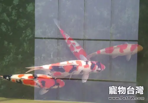 錦鯉的養殖方法(1圖)-寵物台灣