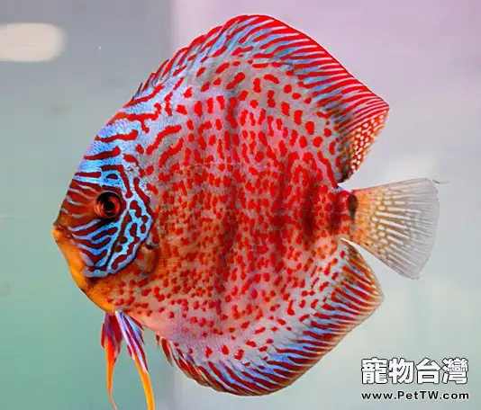 七彩神仙魚的繁育小常識