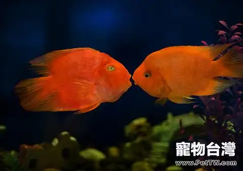 關於鸚鵡魚（血鸚鵡魚 財神魚）的品種介紹