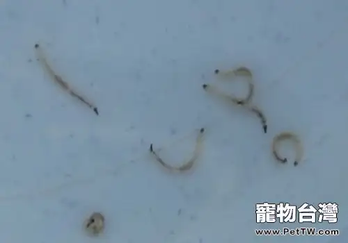 如何減少魚缸裡的寄生蟲(共2張圖片)-寵物台灣
