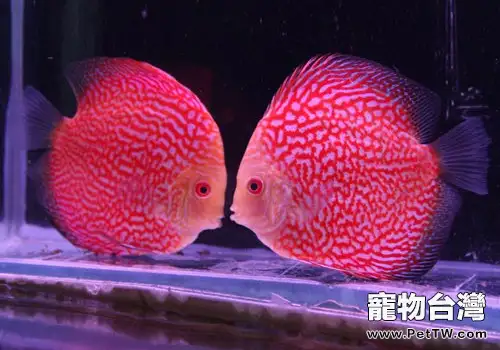 用正確的方法飼養七彩魚