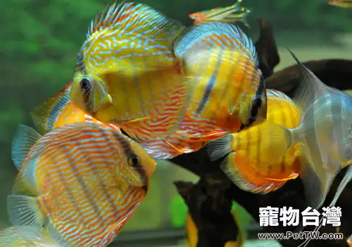 用正確的方法飼養七彩魚