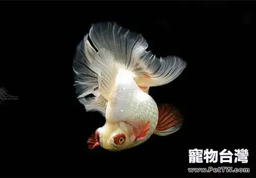 金魚養殖必備守則