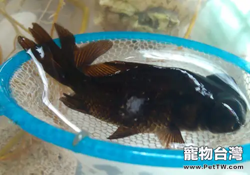 觀賞魚水霉病如何治療