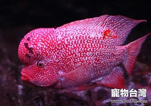 導致觀賞魚感染疾病的因素有哪些(1圖)-寵物台灣